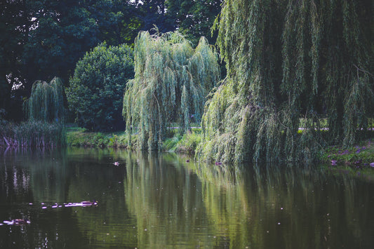 The Magical Powers of Willow Trees to Purify Water